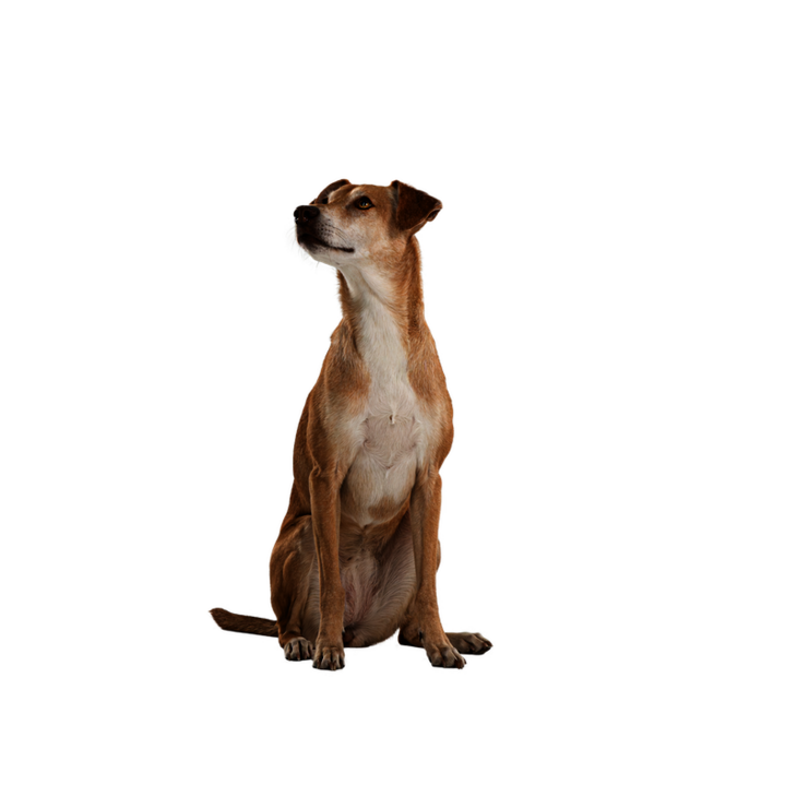 Sitzender Hund mit weiß-braunem Fell schaut stolz